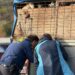 Fiscalizan traslado de 36 galgos en Coyhaique en operativo por posible maltrato animal
