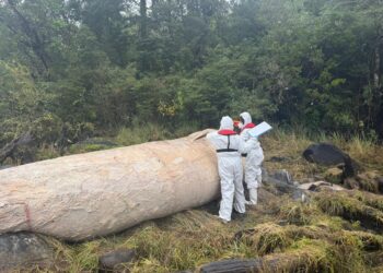 Investigan hallazgo de ballena muerta en Parque Nacional Laguna San Rafael