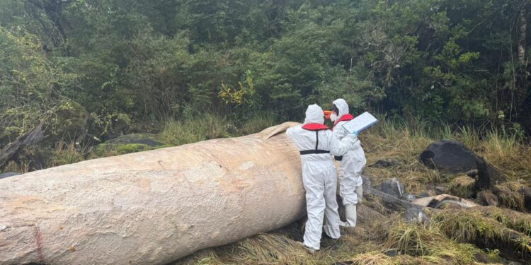 Investigan hallazgo de ballena muerta en Parque Nacional Laguna San Rafael