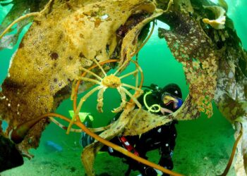 Seminario en Puerto Aysén presentará resultados científicos clave para el manejo de pesquerías bentónicas