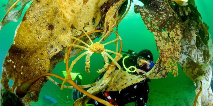 Seminario en Puerto Aysén presentará resultados científicos clave para el manejo de pesquerías bentónicas