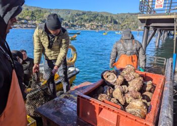 Sernapesca abre convocatoria para asignar área de manejo en Bahía Eugenia