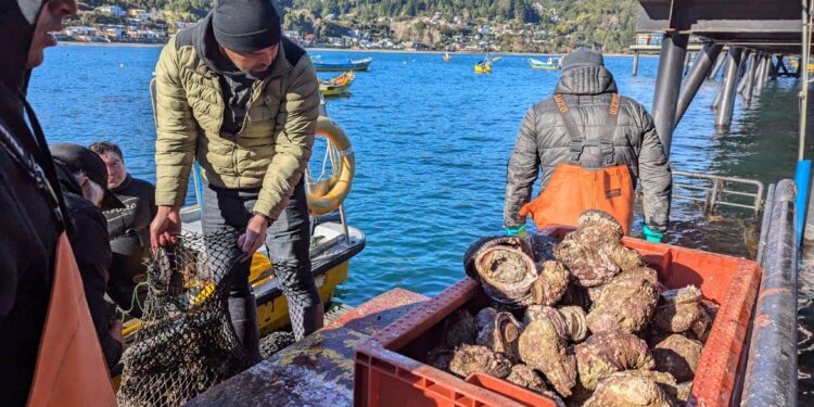 Sernapesca abre convocatoria para asignar área de manejo en Bahía Eugenia