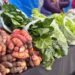 Seminario regional busca promover sistemas alimentarios sostenibles en Aysén