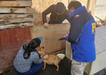 Detectan grave caso de maltrato animal en Ensenada Valle Simpson: cuidador detenido