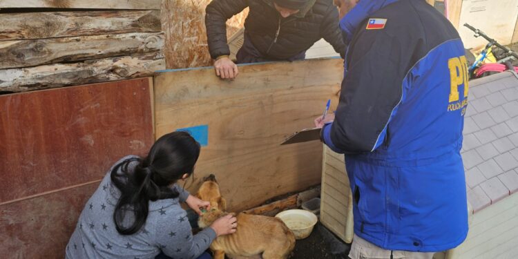 Detectan grave caso de maltrato animal en Ensenada Valle Simpson: cuidador detenido