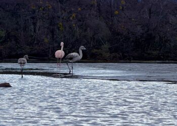 Avistamiento de flamencos sorprende en Villa O’Higgins