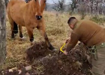 Carabineros rescatan a caballo atrapado en cerca en Valle Simpson