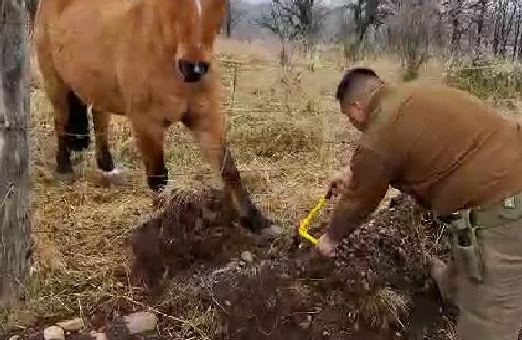 Carabineros rescatan a caballo atrapado en cerca en Valle Simpson