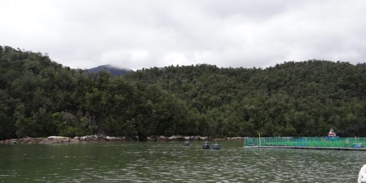 SMA sanciona a empresa salmonera por infracciones ambientales en centros ubicados en Aysén