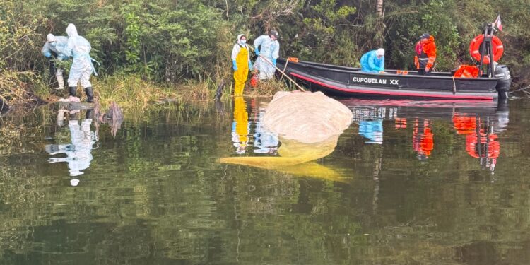 Sernapesca presenta querella por muerte de ballena sei en Parque Nacional Laguna San Rafael