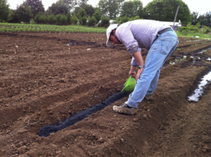 Aplicación de biochar en cultivo