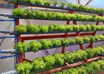 INACAP Coyhaique impulsa la hidroponía como solución sustentable para la agricultura regional