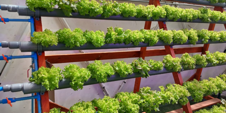 INACAP Coyhaique impulsa la hidroponía como solución sustentable para la agricultura regional