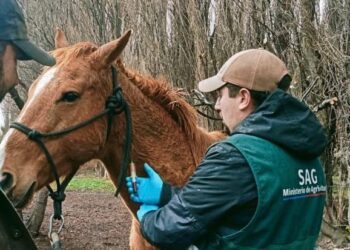 SAG refuerza llamado a prevenir la anemia infecciosa equina durante Fiestas Patrias