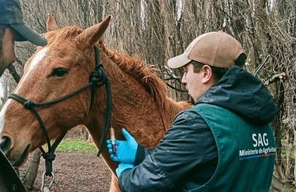 SAG refuerza llamado a prevenir la anemia infecciosa equina durante Fiestas Patrias