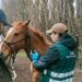 SAG refuerza llamado a prevenir la anemia infecciosa equina durante Fiestas Patrias