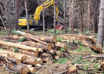 Proyecto Patagonia avanza en restauración ecológica con especies nativas en Coyhaique