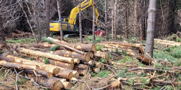 Proyecto Patagonia avanza en restauración ecológica con especies nativas en Coyhaique