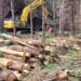 Proyecto Patagonia avanza en restauración ecológica con especies nativas en Coyhaique