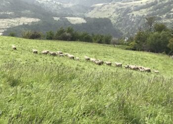 Profesionales y técnicos de Aysén se capacitan en agricultura sustentable con enfoque en cambio climático