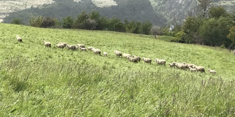 Profesionales y técnicos de Aysén se capacitan en agricultura sustentable con enfoque en cambio climático