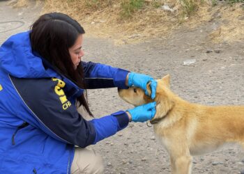 Detectives de la PDI detienen a mujer por maltrato animal en Coyhaique
