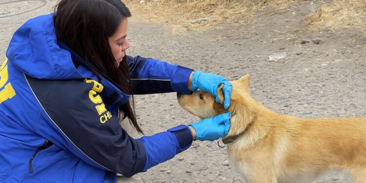 Detectives de la PDI detienen a mujer por maltrato animal en Coyhaique