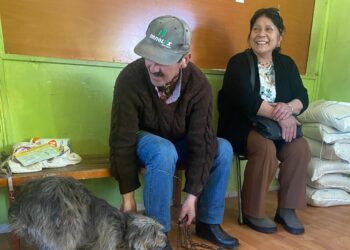 ONGs impulsan operativo gratuito de esterilización y educación en tenencia responsable en Coyhaique y Puerto Aysén