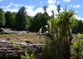Presentan plan de ordenación para recuperar bosque nativo degradado en predio fiscal Lago Frío