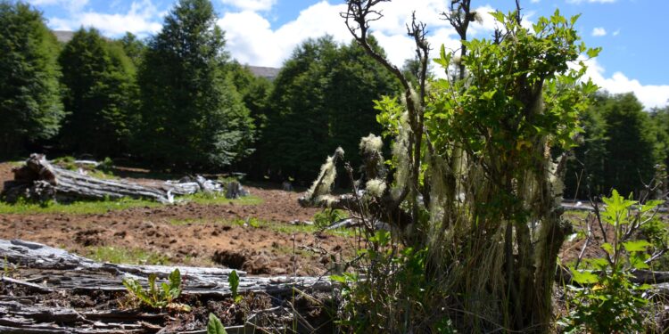 Presentan plan de ordenación para recuperar bosque nativo degradado en predio fiscal Lago Frío