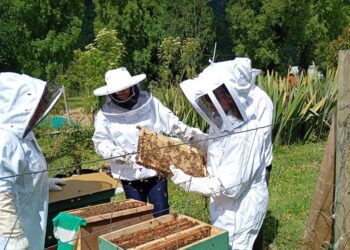 SAG recuerda nuevas obligaciones para uso de plaguicidas tóxicos para abejas desde enero de 2026