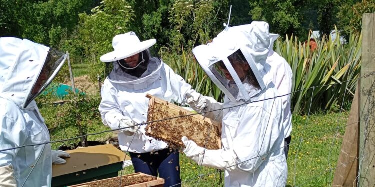 SAG recuerda nuevas obligaciones para uso de plaguicidas tóxicos para abejas desde enero de 2026