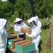 SAG recuerda nuevas obligaciones para uso de plaguicidas tóxicos para abejas desde enero de 2026