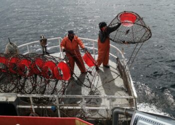 CIEP impulsa programa para avanzar en certificación internacional de la pesquería de centolla en Aysén