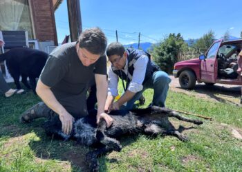Seremi de Salud refuerza vigilancia tras confirmarse caso de rabia en murciélago en Coyhaique