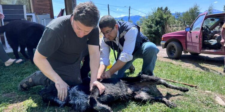 Seremi de Salud refuerza vigilancia tras confirmarse caso de rabia en murciélago en Coyhaique