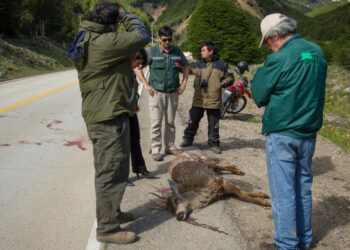 Huemul muere tras ser atropellado en sector Las Horquetas de ruta Coyhaique – Villa Cerro Castillo