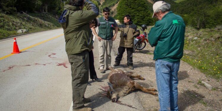 Huemul muere tras ser atropellado en sector Las Horquetas de ruta Coyhaique – Villa Cerro Castillo