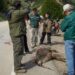 Huemul muere tras ser atropellado en sector Las Horquetas de ruta Coyhaique – Villa Cerro Castillo