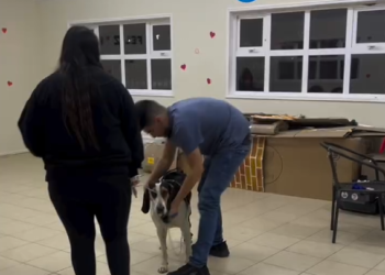 Municipio de Coyhaique activa operativo y acciones legales tras envenenamiento masivo de mascotas en Balmaceda