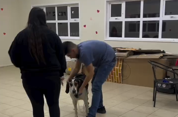Municipio de Coyhaique activa operativo y acciones legales tras envenenamiento masivo de mascotas en Balmaceda