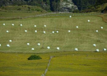 La cuncunilla negra no diezma la Patagonia: Aysén aplaca el alarmismo agrícola con 750 millones