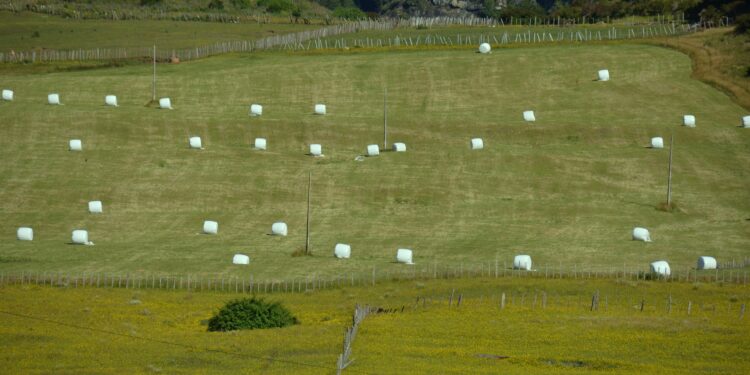 La cuncunilla negra no diezma la Patagonia: Aysén aplaca el alarmismo agrícola con 750 millones