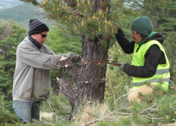 Voluntariado apoya control de especies exóticas en parques nacionales de Aysén