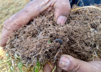 Consejero regional advierte gravedad de plaga de cuncunilla negra en praderas de Aysén