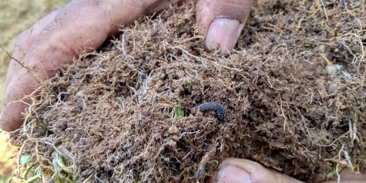 Consejero regional advierte gravedad de plaga de cuncunilla negra en praderas de Aysén