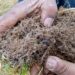 Consejero regional advierte gravedad de plaga de cuncunilla negra en praderas de Aysén