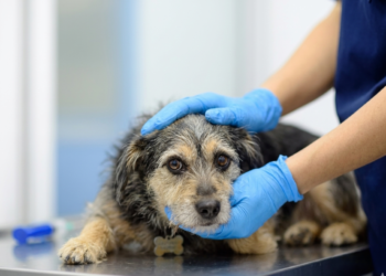 En Coyhaique, imputado por abandonar a su perrita tras atropello fue condenado solo a donar 80 mil pesos