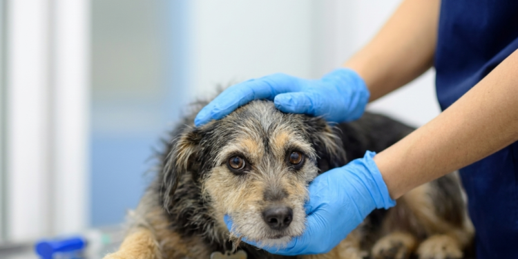 En Coyhaique, imputado por abandonar a su perrita tras atropello fue condenado solo a donar 80 mil pesos